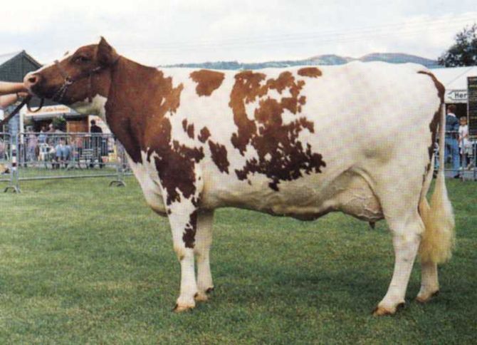RED AND WHITE HOLSTEIN