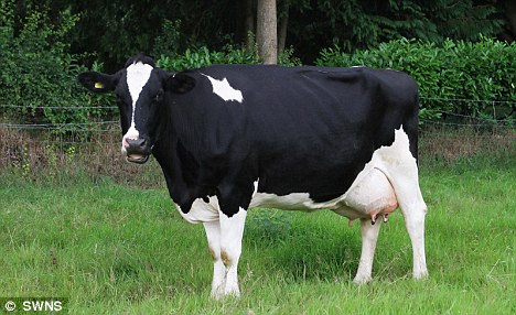 Care of Pregnant Animals – DairyPesa