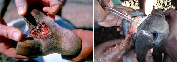 Figure 2: Look for abnormal lesions between the toes or on the teats, which might indicate Foot and Mouth