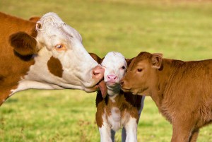 mother cow licking calf